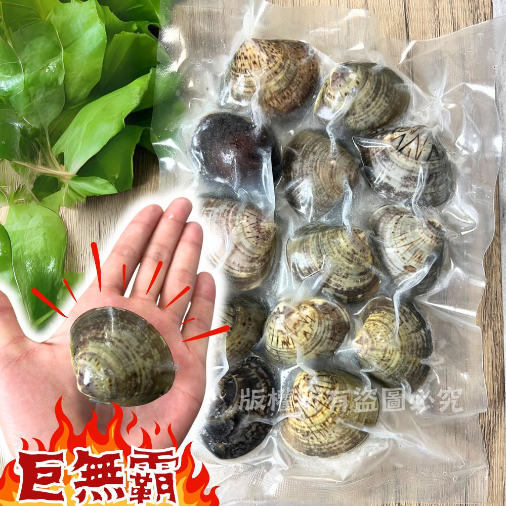 【樂廚】(冷凍)熟凍帶殼文蛤 500g(約11~13顆大文蛤):圖片 5